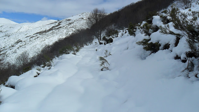 Entrando al hayedo