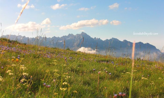 Prados de alta montaña con el fondo de los Picos de Europa