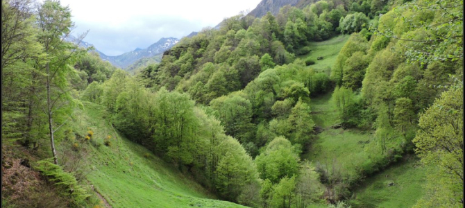 Valgrande, el gran bosque de Payares