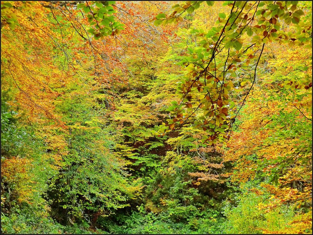 Otoño en el fayéu
