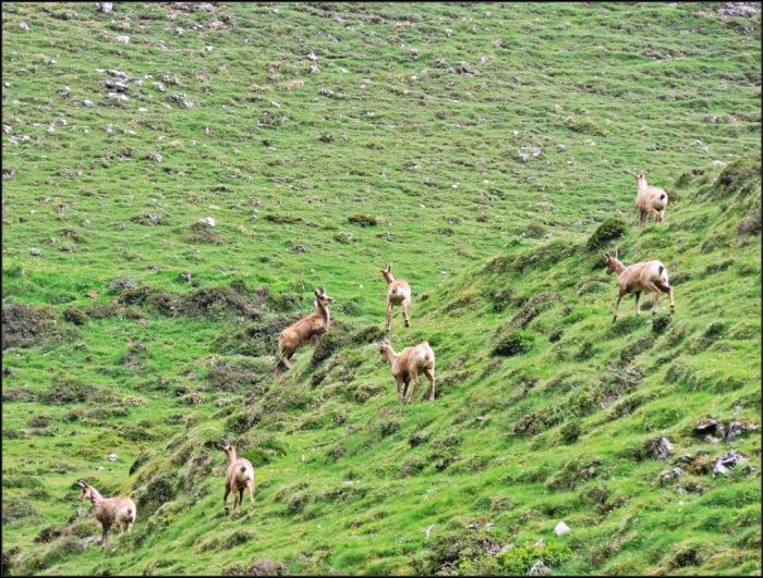 Rebezos, nombre tradicional para denominar al Rebeco Cantábrico