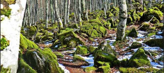 Bosque y braña de Gumial – Aller