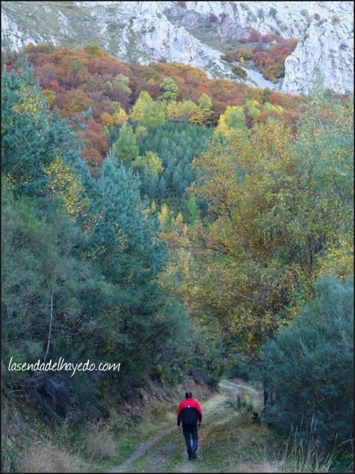 Faedos y pinares