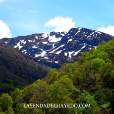 pico nevadin laciana