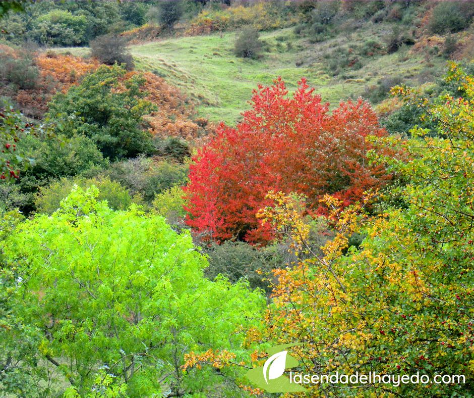 otoño nansa