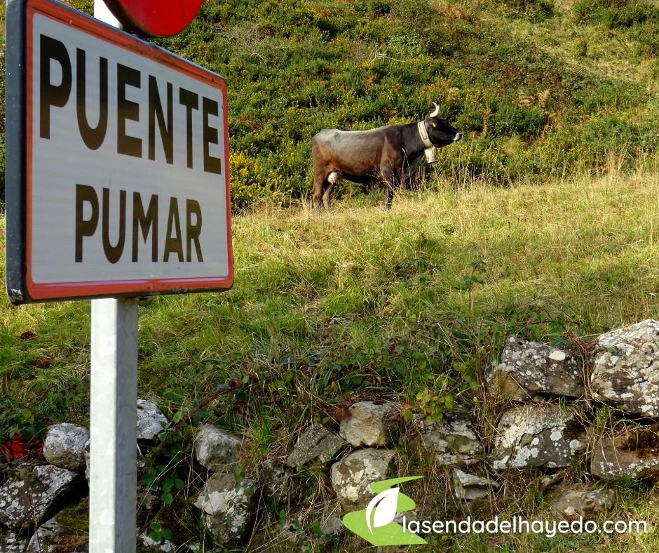 puente pumar