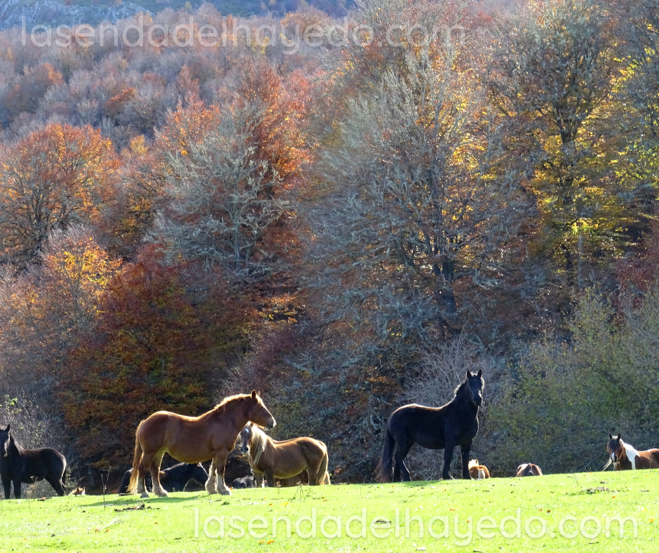 caballos valdeburon